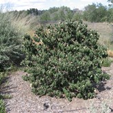 Alleghany Viburnum